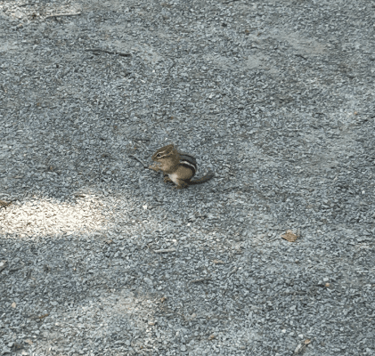 A small chipmunk with brown fur and black and white stripes sits on a gravel surface in one of the tranquil New York State Parks, surrounded by patches of sunlight and shade, embodying a sense of inner peace.